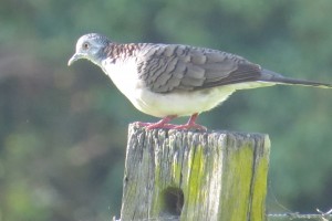 Bar-shouldered Dove (Geopelia humeralis)