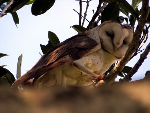  Eastern Barn Owl (Tyto javanica)