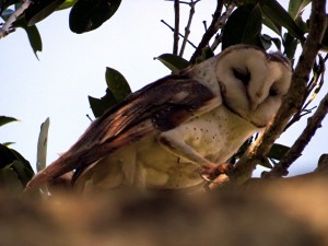 Eastern Barn Owl (Tyto javanica)