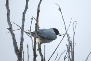 Black-faced Cuckoo-shrike (Coracina novaehollandiae)