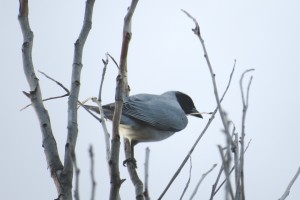  Black-faced Cuckoo-shrike (Coracina novaehollandiae)