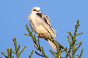 Black-shouldered Kite (Elanis axillaris)