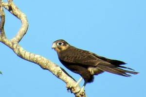  Brown Falcon (Falco berigora)