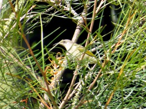 Brown Honeyeater (Lichmera indistincta)