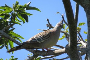 Crested Pigeon (Ochyphaps lophotes)