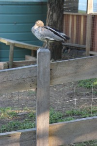 Wood Duck (Chenonetta jubata)