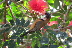 Eastern Spinebill (Acanthorhynchus tenuirostris)