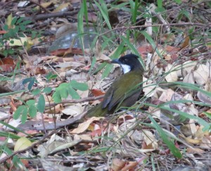 Eastern Whipbird (Psophodes olivaceus)