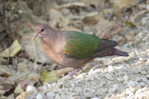 Emerald Dove (Chalcophaps indica)