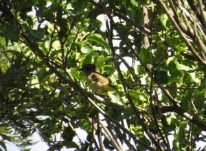 Golden Whistler (female) - Pachycephala pectoralis