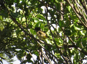  Golden Whistler (female) - Pachycephala pectoralis