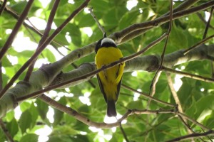 Golden Whistler (male) - Pachycephala pectoralis