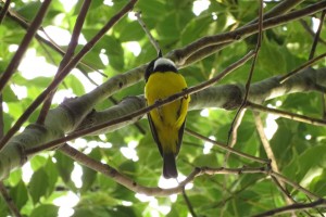  Golden Whistler (male) - Pachycephala pectoralis