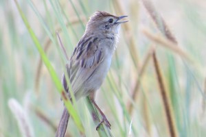 Golden-headed Cisticola (Cisticola exilis)