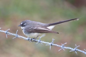 Grey Fantail (Rhipidura albiscapa)