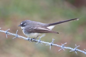  Grey Fantail (Rhipidura albiscapa)