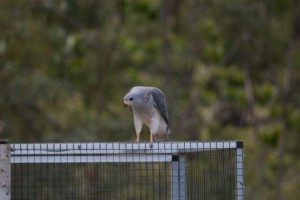 Grey Goshawk (Accipiter novaehollandiae)