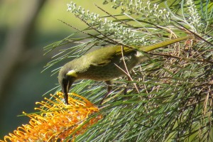 Lewin′s Honeyeater (Meliphaga lewinii)