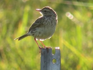  Little Grassbird (Megalurus gramineus)