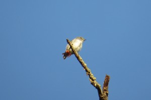 Mistletoe bird - female (Dicaeum hirundinaceum)