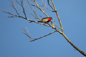  Mistletoe bird - male (Diacaeum hirundinaceum)