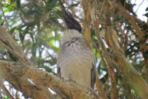 Noisy Friarbird (Philemon corniculatus)