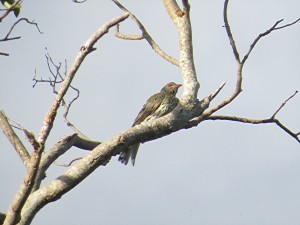 Olive-backed Oriole - male (Oriolus sagittatus)