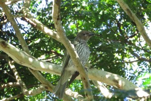 Olive-backed Oriole - female (Oriolus sagittatus)