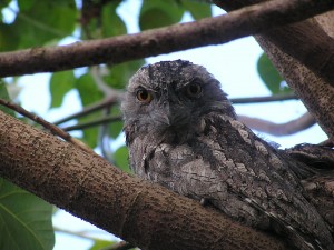 Tawny Frogmouth (Podargus strigoides)