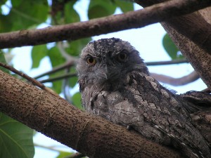  Tawny Frogmouth (Podargus strigoides)