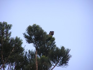  Yellow-tailed Back Cockatoo (Calyptorhynchus funereus)