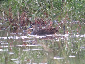 Pacific Black Duck (Anas superciliosa)