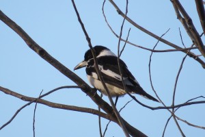 Pied Butcherbird (Cracticus nigrogularis)