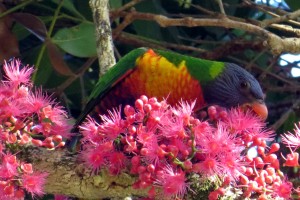 Rainbow Lorikeet (Trichoglossus haematodus)