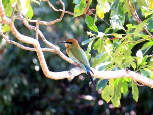 Rainbow Bee-eater (Merops ornatus)