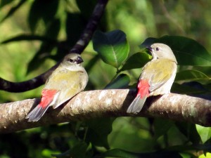 Red-browed finch - immature (Neochmia temporalis)