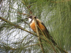 Rufous Whistler - male (Pachycephala rufiventris)