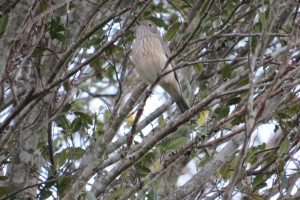 Rufous Whistler - female (Pachycephala rufiventris)