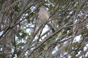  Rufous Whistler - female (Pachycephala rufiventris)