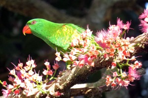 Scaly-breasted Lorikeet (Trichoglossus chlorolepidotus)