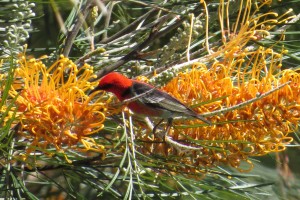  Scarlet Honeyeater (Myzomela sanguinolenta)