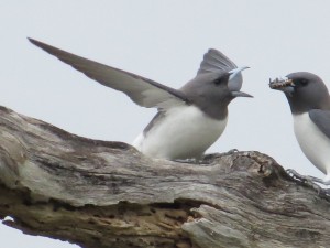 White-breasted Woodswallow (Artamus leucorynchus)