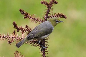 Silvereye (Zosterops lateralis)