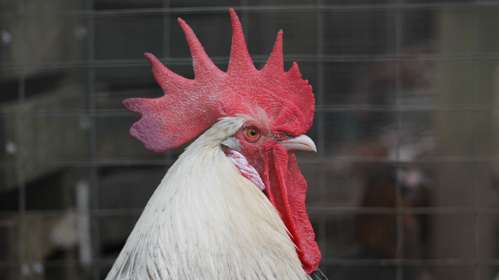 Learn how to kill roosters Dingo Lane Farms